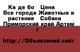 Ка де бо › Цена ­ 25 - Все города Животные и растения » Собаки   . Приморский край,Артем г.